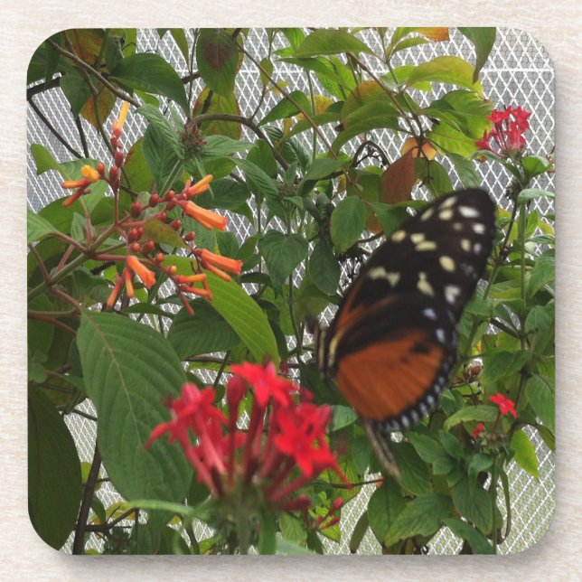 ORANGE BUTTERFLY COASTER (Front)