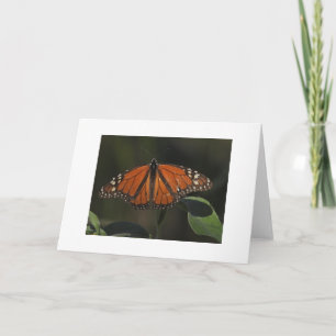 Orange Butterfly Nature Photo Blank Card