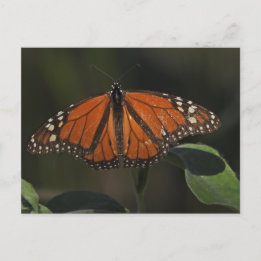 Orange Butterfly Nature Photography Postcard