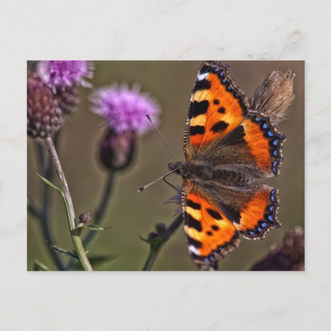 Orange butterfly on purple thistle flower postcard (Front)