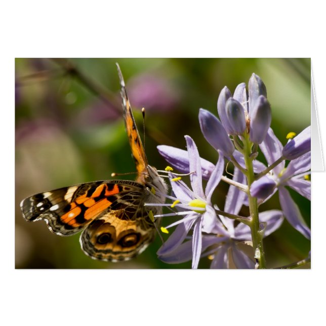 Orange Butterfly on Wild Hyacinth Apparel & Gifts (Front Horizontal)