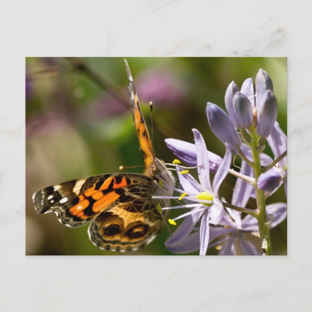 Orange Butterfly on Wild Hyacinth Apparel & Gifts Postcard (Front)
