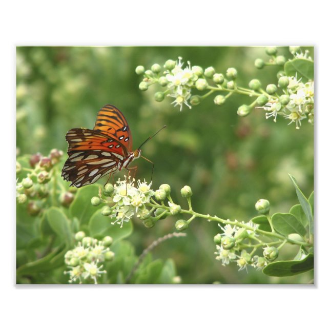Orange Butterfly Photo Print (Front)