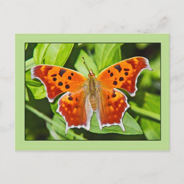 Orange Butterfly Postcard (Front)