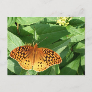 Orange Butterfly Postcard