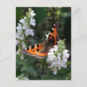 Orange Butterfly Postcard