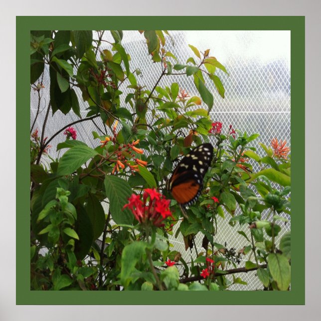 ORANGE BUTTERFLY POSTER (Front)