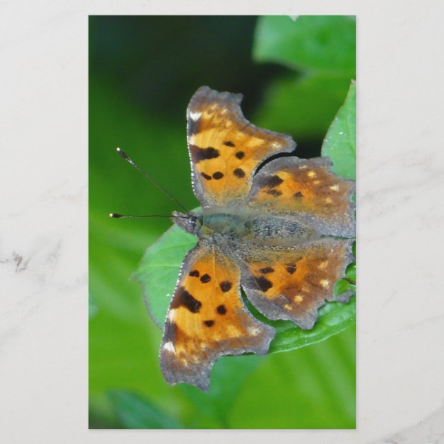 Orange butterfly stationery (Front)