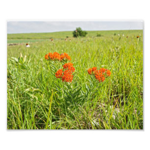 Orange Butterfly Weed, Kansas Photo Print