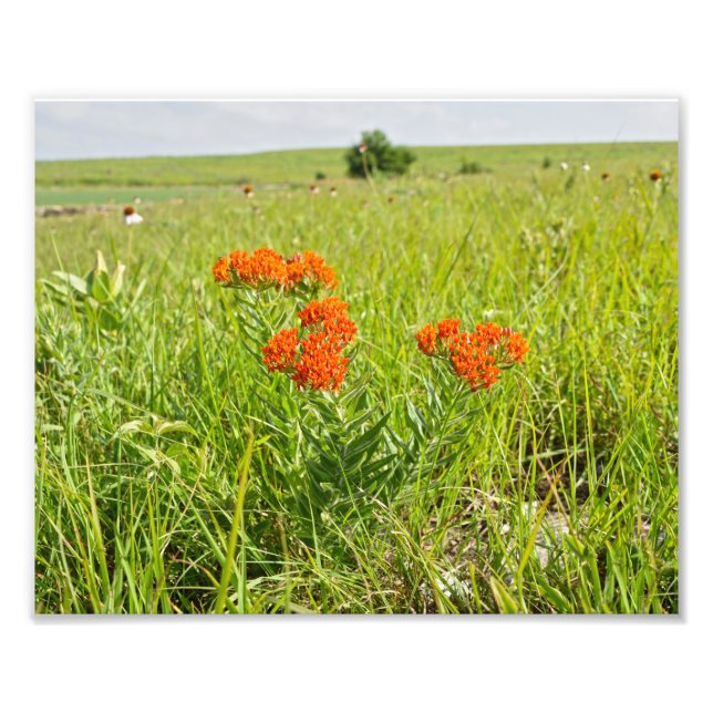 Orange Butterfly Weed, Kansas Photo Print (Front)