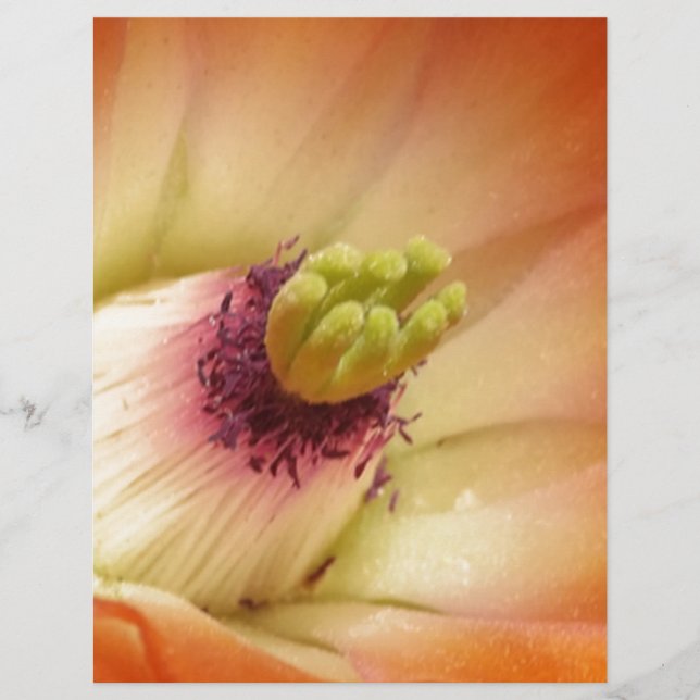 Orange Cactus Flower (Front)