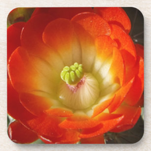 Orange-Cactus-flower Coaster