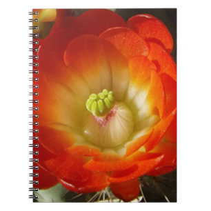 Orange-Cactus-flower Notebook