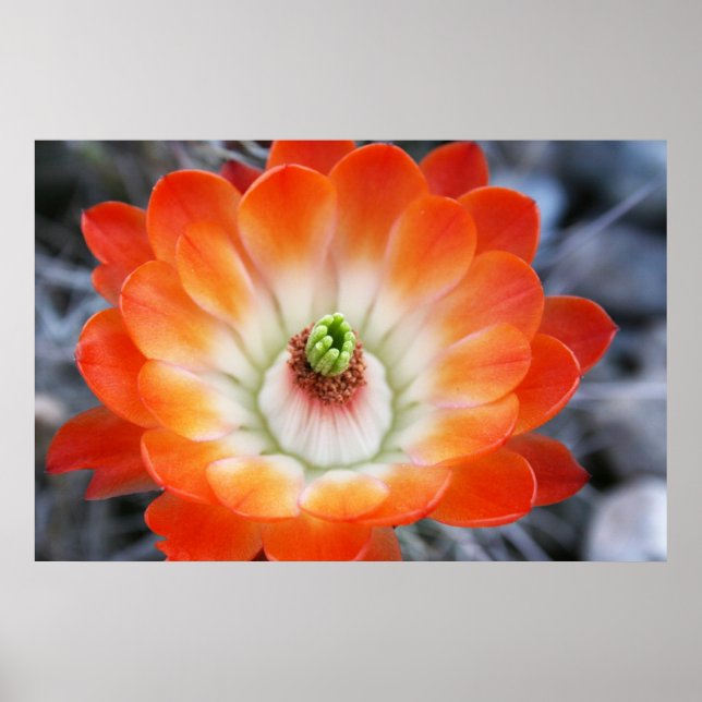 Orange Cactus Flower Poster (Front)