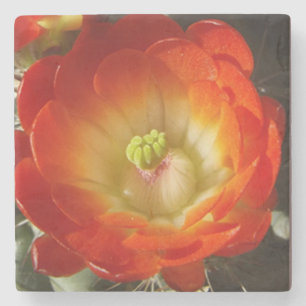 Orange cactus flower stone coaster