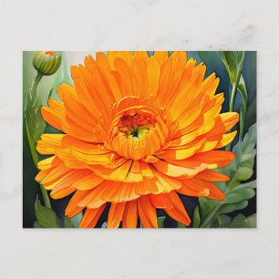 Orange Calendula Watercolor with Soft Gradient Postcard