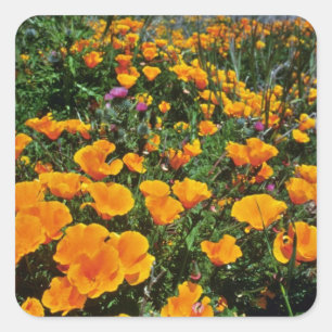 Orange California Poppies flowers Square Sticker
