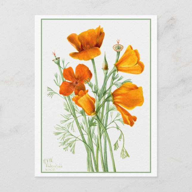 Orange California Poppy/Poppies Vintage Postcard (Front)