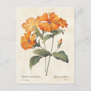 Orange Campion Vintage Botanical Illustration Postcard