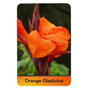 Orange Canna Flower Magnet