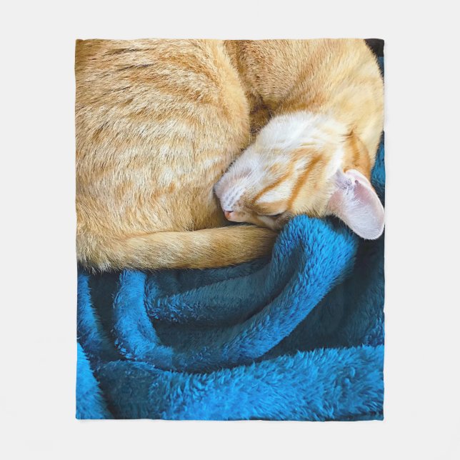 Orange cat curled up on blue blanket (Front)