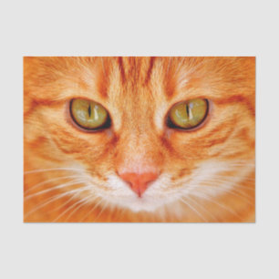 orange cat face tissue paper