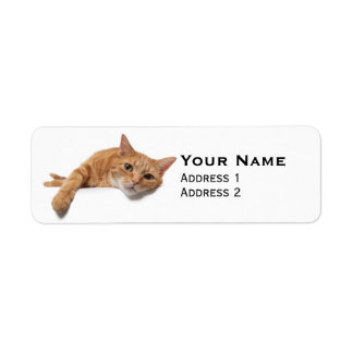 Orange Cat Laying Down