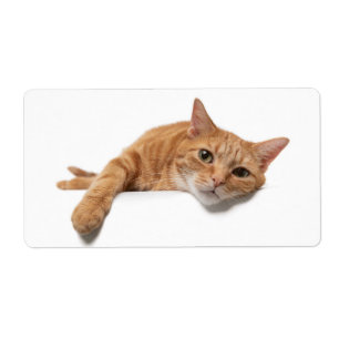 Orange Cat Laying Down