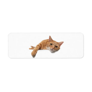 Orange Cat Laying Down