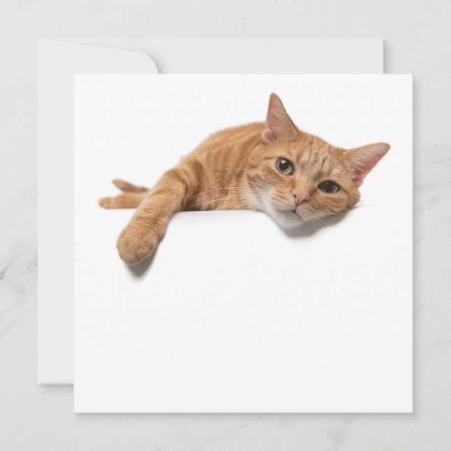 Orange Cat Laying Down Announcement (Front)