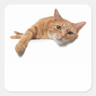 Orange Cat Laying Down Square Sticker