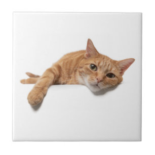 Orange Cat Laying Down Tile