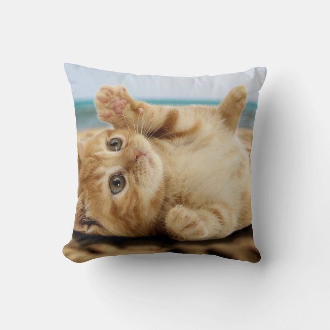 Orange cat lying on the sand cushion (Front)