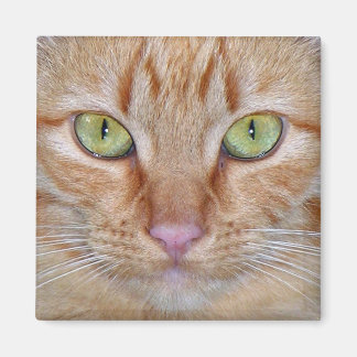 Orange Cat Magnet