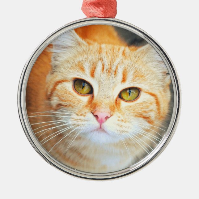 Orange Cat Ornament (Front)
