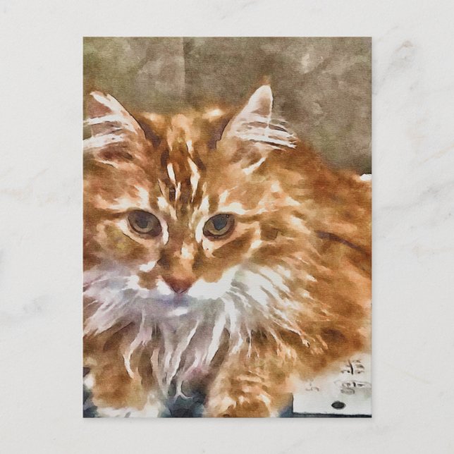 Orange Cat Postcard (Front)