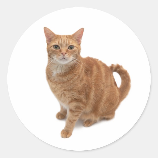 Orange Cat Standing Classic Round Sticker (Front)