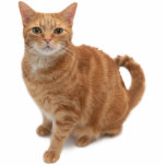 Orange Cat Standing Standing Photo Sculpture<br><div class="desc">Orange tabby cat standing looking at camera</div>