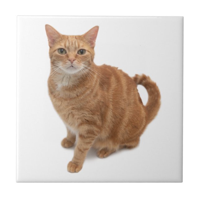 Orange Cat Standing Tile (Front)