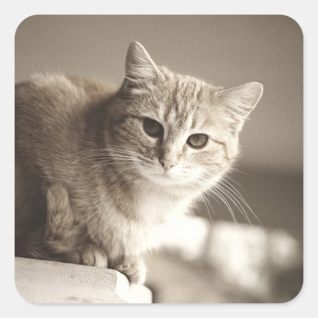 Orange Cat Stickers (Front)