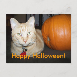Orange Cat With Pumpkin Postcard