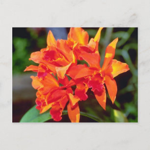 Orange Cattleya flowers Postcard