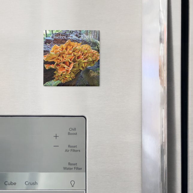 Orange Chicken of the Woods Mushroom Magnet (In Situ (Fridge))