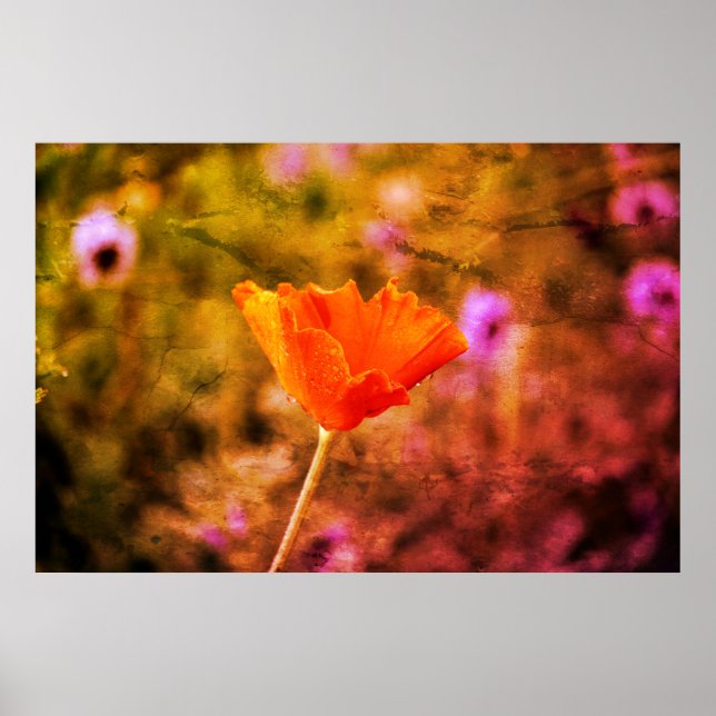 Orange chiffon poppy and wall poster (Front)