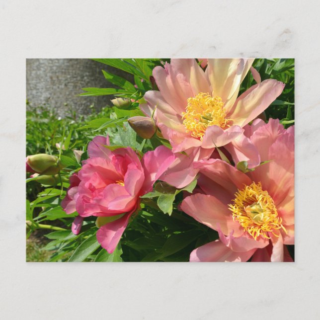 Orange Chinese peonies flowers Postcard (Front)