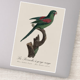 Orange-Chinned Parakeet, Brotogeris jugularis
