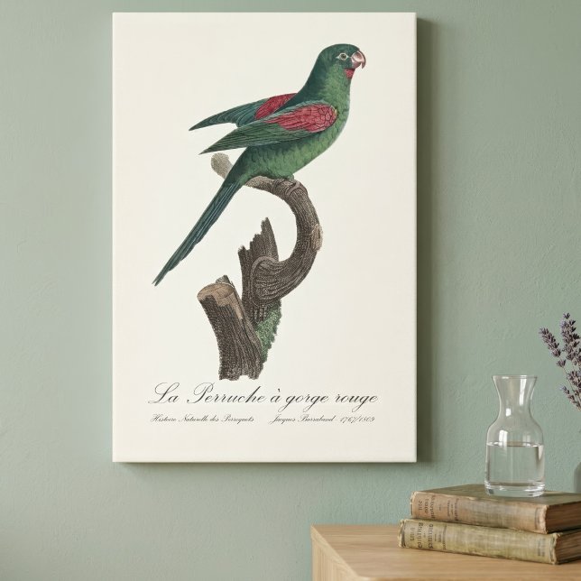 Orange-Chinned Parakeet, Brotogeris jugularis Canvas Print (Orange-Chinned Parakeet, Brotogeris jugularis. Canvas Print)