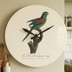 Orange-Chinned Parakeet, Brotogeris jugularis Large Clock