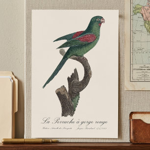 Orange-Chinned Parakeet, Brotogeris jugularis Poster