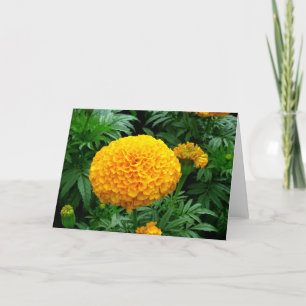 Orange Chrysanthemum Card